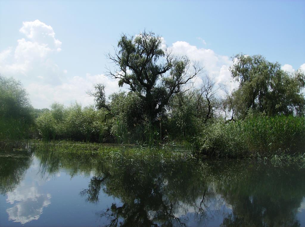 Delta Dunarii - deltadunariiiunie2008.jpg